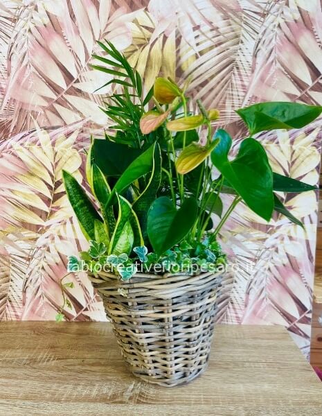 Composizione tropicale in cestino intrecciato – Eleganza naturale 🌿🧺