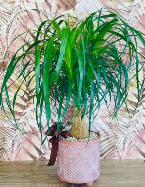 Beaucarnea in vaso decorato con fiocco – Un tocco esotico e originale 🌴🎀