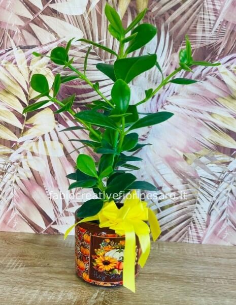 Pianta succulenta in latta decorata – Energia green in veste autunnale 🍁🌻