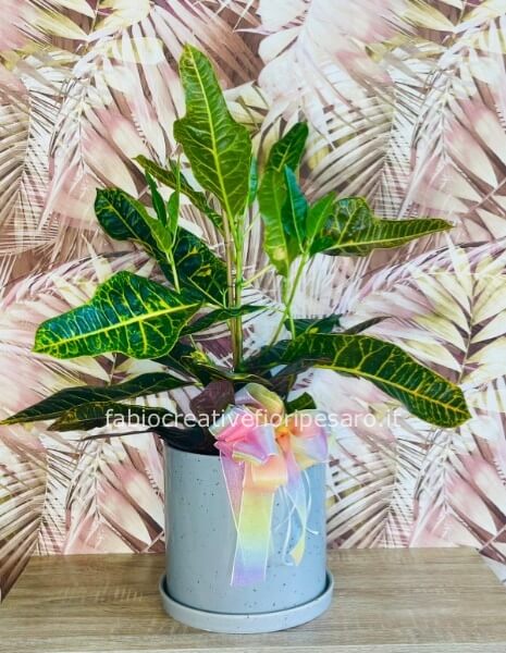 Croton in vaso di ceramica – Un’esplosione di colore per i tuoi spazi 🌿🎨