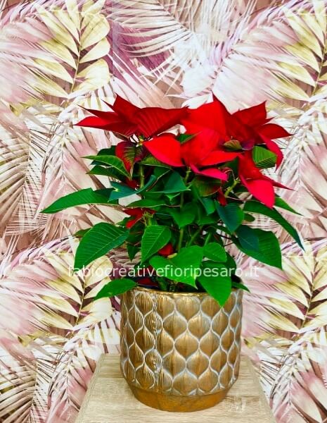 Euphorbia pulcherrima “Stella di Natale” – L’incanto del Natale in una pianta* ❤️✨