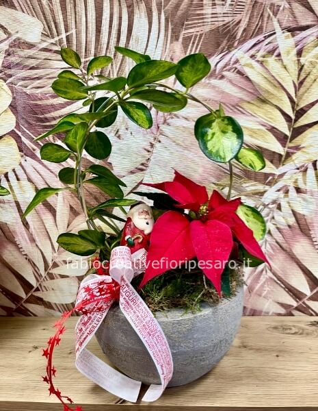 Composizione natalizia con Poinsettia e hoya – Eleganza green dal cuore festivo 🎄❤️