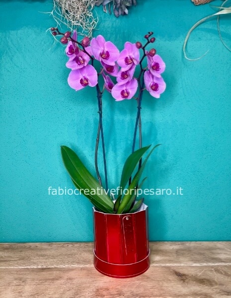 Orchidea Phalaenopsis a Due Steli – Eleganza Senza Tempo 💜🌿